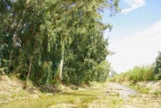 Η Easy2Find, προχωράει στη Φύτευση και Ανάπτυξη Δενδρυλλίων Ευκαλύπτου